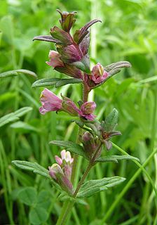 <i>Odontites</i> Genus of flowering plants in the broomrape family