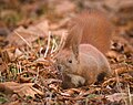 Red squirrel (49418455677).jpg