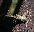 Rhagium mordax