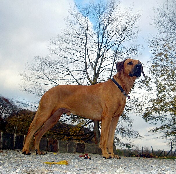 File:Rhodesian Ridgeback "Digger".jpg