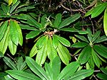 Rododendron calophytum 2. jpg