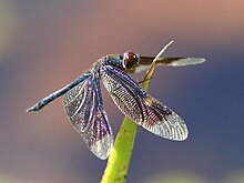 Rhyothemis princeps 3024.jpg