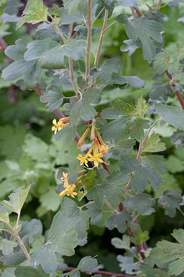 Ribes aureum