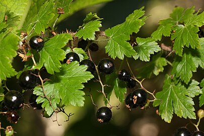 Leaves and fruit