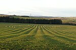 Thumbnail for File:Rigg and Furrow in the late afternoon sun - geograph.org.uk - 6208242.jpg