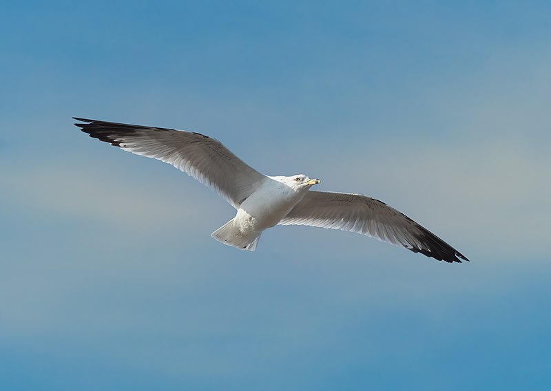 File:Ring-billed gull in flight (94615).jpg