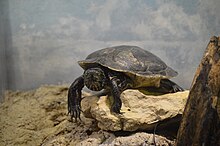 Rio Grande River Cooter Fort Worth Zoo 061721.jpg