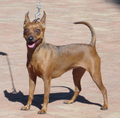 Pinscher miniatura castanho