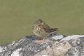 Rock Pipit, Anthus spinoletta kleinschmidti, Suðuroy