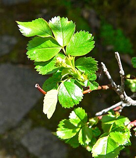 <i>Rosa pisocarpa</i> Species of flowering plant