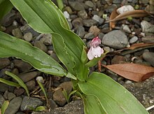 Roscoea scillifolia 120819.jpg