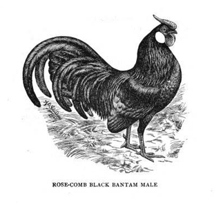 Rosecomb Breed of chicken