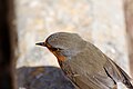 * Nomination Feathers on a European robin. --Sven Volkens 22:52, 26 April 2016 (UTC) * Decline Insufficient quality: bad compo with half cut bird at the image bottom and spout not sharp. --Cccefalon 04:29, 27 April 2016 (UTC)