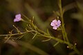 Roundstem false foxglove (Agalinis gattingeri) (25765765862).jpg