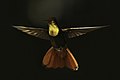 * Nomination Ruby-topaz hummingbird (Chrysolampis mosquitus) male in flight, Tobago --Charlesjsharp 10:13, 14 March 2015 (UTC) * Decline Insufficient quality. But nice Idea. --Tobias "ToMar" Maier 12:59, 14 March 2015 (UTC)