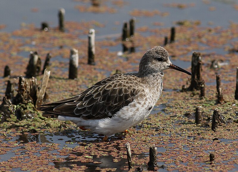 File:Ruff, Philomachus pugnax, at Marievale Nature Reserve, Gauteng, South Africa (21014304581).jpg