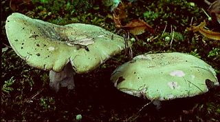 <i>Russula heterophylla</i> Species of fungus
