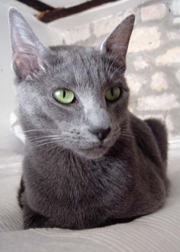 Russian Blue