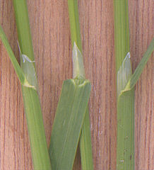 Leaves of Poa trivialis showing the ligules