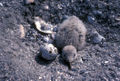 Amerikaanse schaarbek kuiken en ei in nest