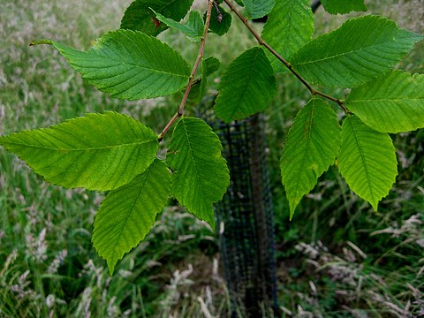 Вяз малый. Вяз приземистый Ulmus pumila. Вяз малый (Ulmus Minor). Вяз граболистный (Ulmus suberosa). Вяз Ulmus.