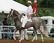 サビノタイプローン（厳密にいえば粕毛ではない）