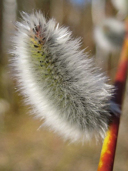 File:Salix caprea catkins 080315-3.jpg