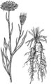 Salsify (PSF).png