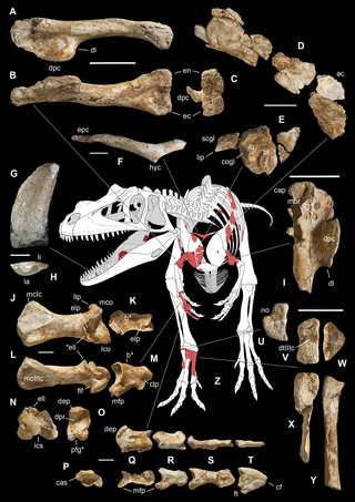 <i>Saltriovenator</i> Extinct genus of dinosaurs