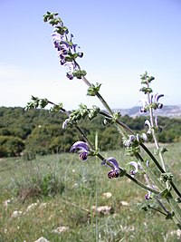 Salvia indica 1.JPG