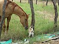 Caballo, Hato Santa Rosa, Apure - Venezuela