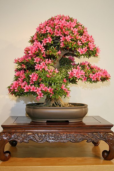 File:Satsuki Azalea (Rhododendron indicum) Korin (3560852329).jpg
