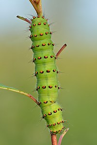 Commons:Featured picture candidates/Set/Saturnia pavonia caterpillar