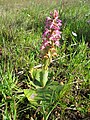 Satyrium erectum South Africa Western Cape - Ceres