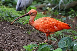 Ibis rouge