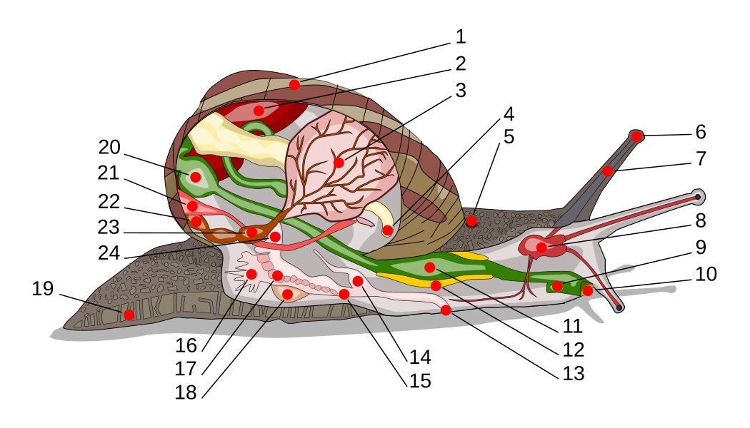 Anatomie der Schnecke