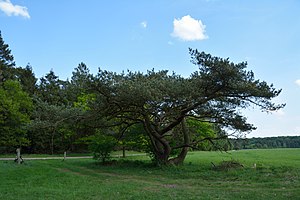 Schleswig-Holstein, Heidmühlen, Stellbrookmoor NIK 0918.JPG