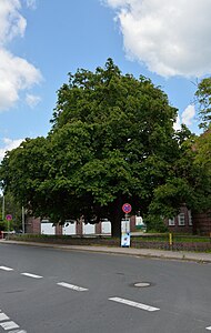 Schleswig-Holstein, Lägerdorf, Naturdenkmal NIK 6462.JPG