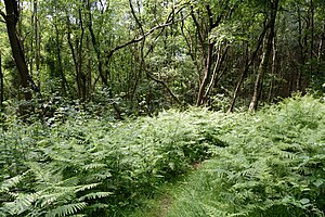 Schleswig-Holstein, Windbergen, Landschaftsschutzgebiet Wodansberg NIK 6725.JPG