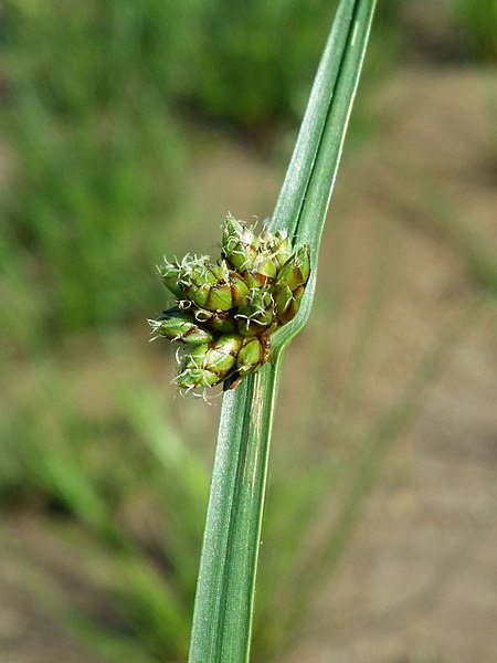 Datei:Schoenoplectus mucronatus sl32.jpg