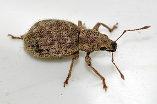 <i>Sciaphilus asperatus</i> Species of beetle