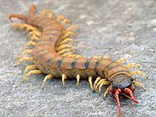 A brown centipede with yellow legs and red antennae faces the viewer.