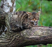 Scottish Wildcat