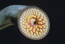 Sea lamprey.jpg