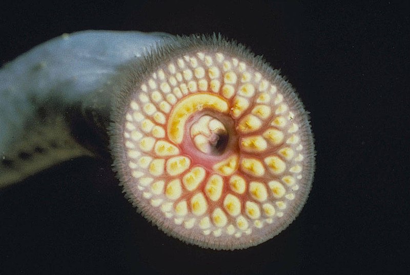 File:Sea lamprey.jpg