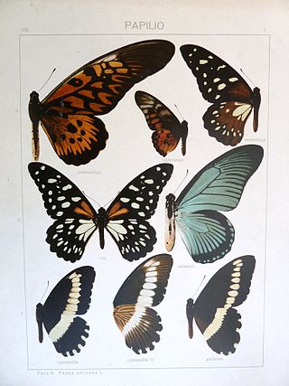 <i>Papilio cyproeofila</i> Species of butterfly