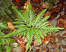 Pteridophyta (Ferns and club mosses)