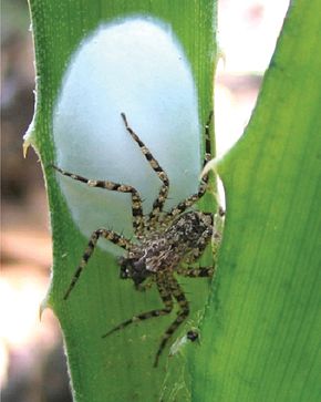 Beskrivelse av Selenops geraldinae.jpg-bildet.