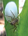 May 31: A female Selenops geraldinae Corronca eating a fly and guarding her egg sac on a bromeliad, Gaspar Grande Island, Trinidad and Tobago.