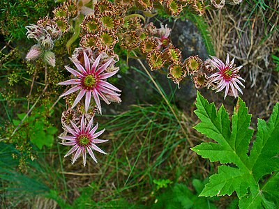 Sempervivum tectorum Flowers